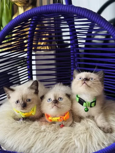 British Shorthair Chocolate Point Yavrular