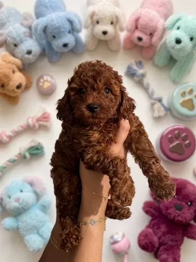 Kurabiye Tadında Harika Poodle Bebekler