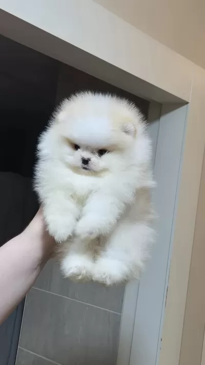 Üst Kalite Miniboy Pomeranian Boo Erkek
