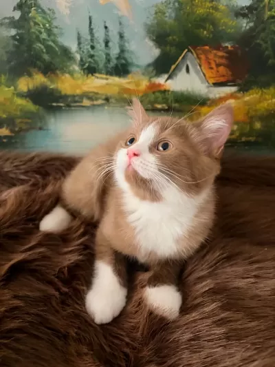 Çikolata Ve Cinnamon Bicolor British Shorthair