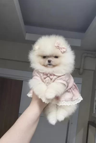 Minik Prenses Pomeranian Boo