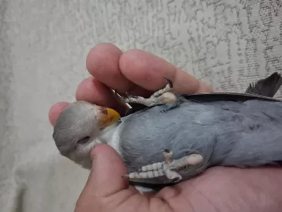 Yavru Sevda Papağan Açıklama Okuyun