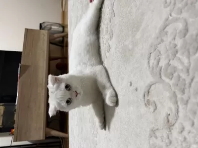 3.5 Aylık Scottish Fold Dişi Yavru