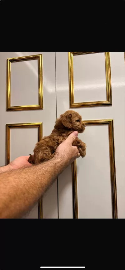 45 Günlük Dişi Toy Poodle