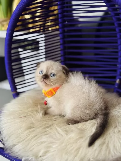 Scottish Fold Chocolate Point