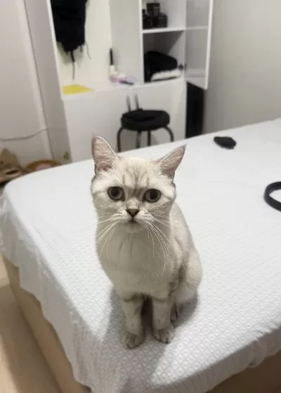 British Shorthair Anne Ve Yavrusu