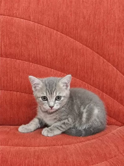 Kedilerimize Bakmadan Geçmeyin Yavrularimiza
