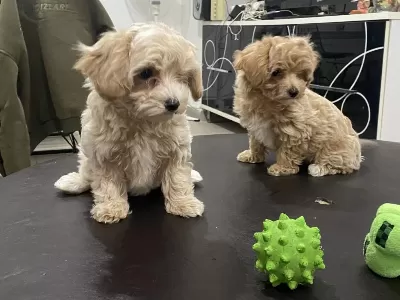 Aşılı Pasaportlu Wc Eğitimli Maltipoo Yavrularımız