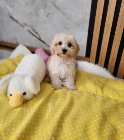 Apricot Renge Sahip Maltipoo Yavrumuz