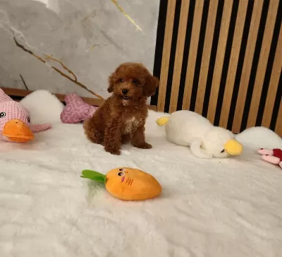 Maltipoo Minik Yavrularimiz