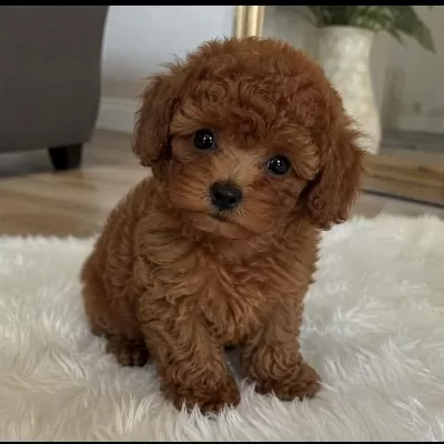 Sağlıklı Toy Poodle