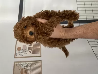 2,5 Aylık Erkek Toy Poodle Yavrumuz