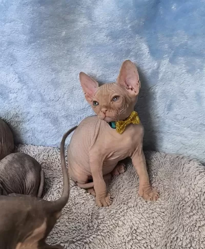 Naked Beauty Sphynx Kedisi