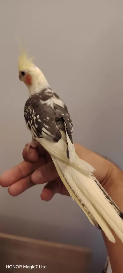 4 Aylık Ful Evcil Sultan Papağanı