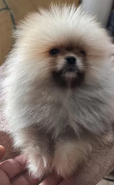 Sağlık Ve İrk Garantili Pomeranian Yavrularımız