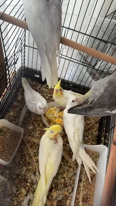 Lutino Albino Yavru Sultan Papağanı