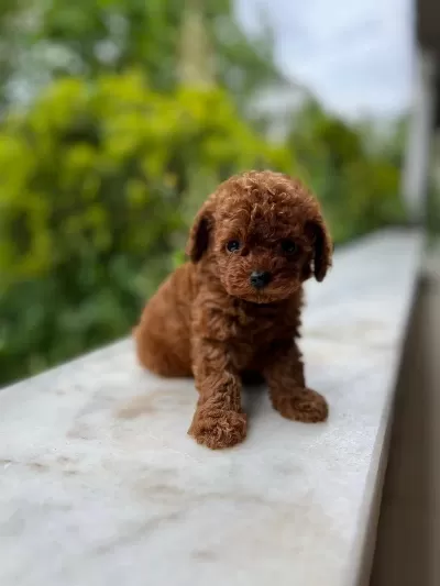 Ankaranın En Özel Kore Toy Poodle Yavruları