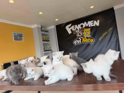 Kediciden En Güzel British Shorthair Yavrular Ankara