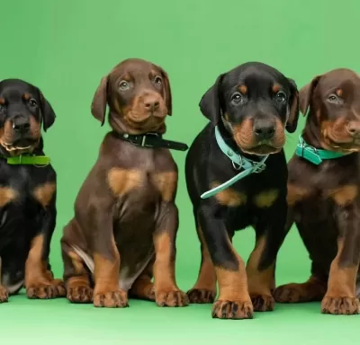 A Scrli Anne Babadan Doberman Yavrular Kapıda Ödeme