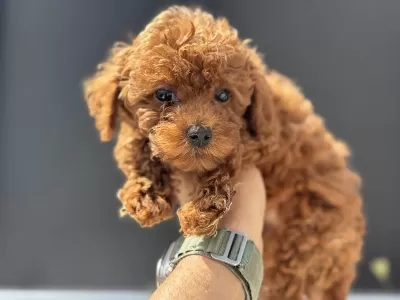 Yasal Ruhsatlı Çiftlikden Toy Poodle Yavrular