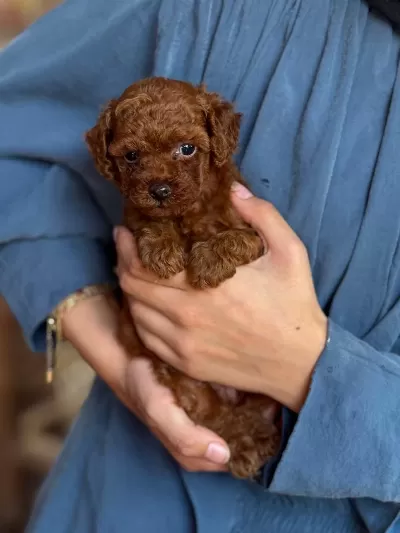 Orjinal Teacup Kore Dark Brown Poodle Yavrular