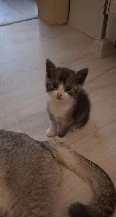 Sevimli Scottish Fold Yavrusu