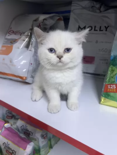 British Shorthair Ayıcık Kardeşler Silver Point