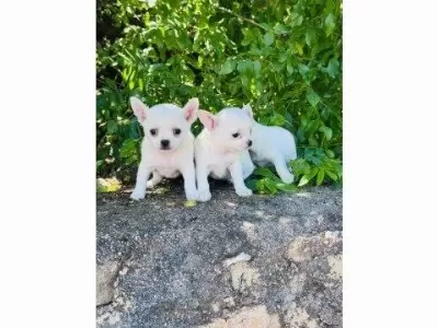 0 Numara Teacup Chihuahua Bebekler
