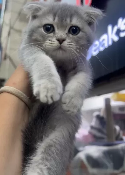 Scottish Fold Dişi Blue Golden