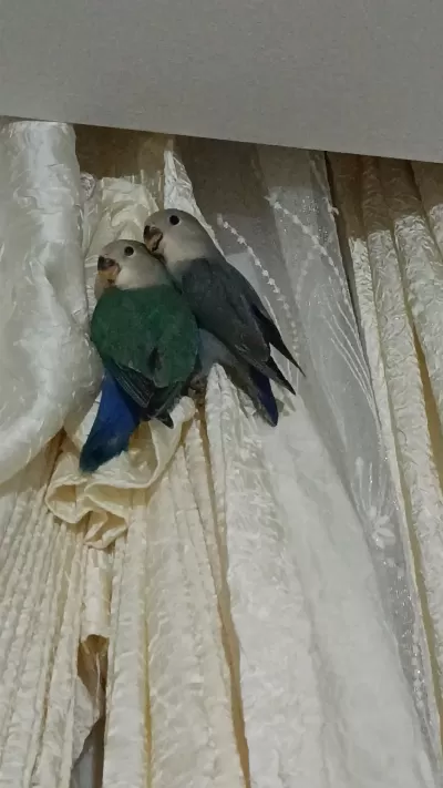 Yavru Sevda Papağanı