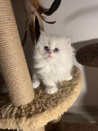 British Longhair Ay1233 Dişi