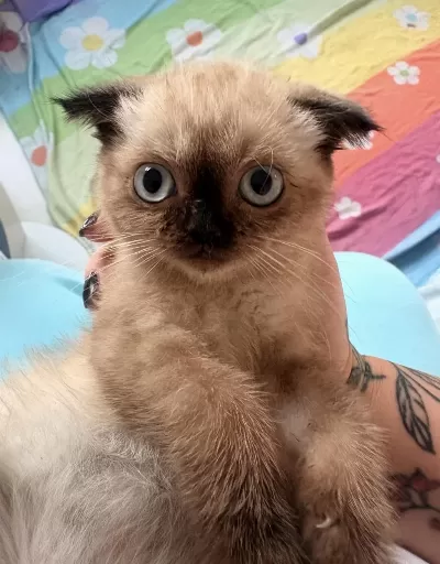 Scottish Fold Çikolata Point Dişi Mamaya Sahiplendirilecek