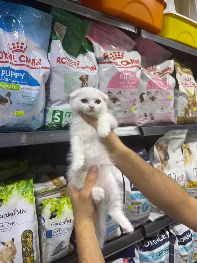 Dişi Ve Erkek Süt Beyaz Scottish Fold Bebekler