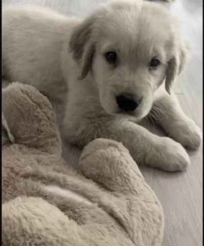 Golden Retriever Köpeğimiz