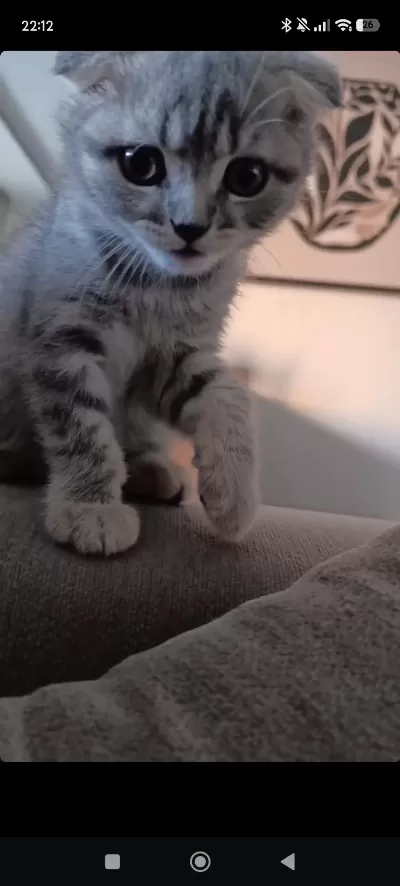3 Aylık Scottish Fold Bebek Yeni Yuvasını Bekliyor