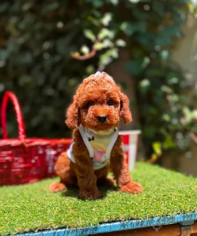 Safkan Toy Poodle Yavrularımız