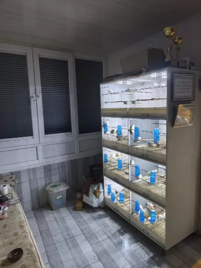 Bengal İspinozu Kuşlar