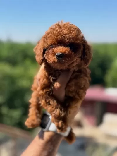 Aşili Çiş Eğitimli Kore Poodle Bebekler