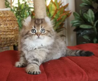 American Curl Türkiyede Tek Safkan Şecereli Zeki Oyuncu