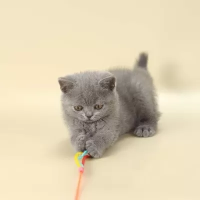 British Shorthair Yavrulari