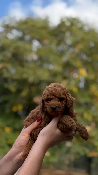 Harika Redbrown Toypoodle
