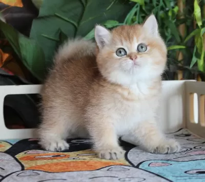 Safkan Şecereli Oyuncu Dişi British Shorthair Hemen Teslim