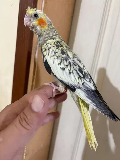 45 Günlük Pearl Bebek Sultan