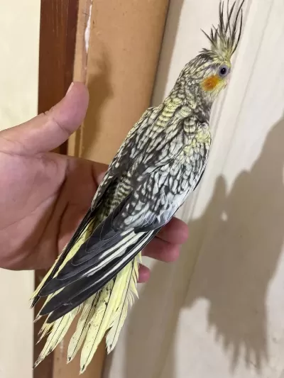 46 Günlük Kusursuz Bebek Sultan Papağanı
