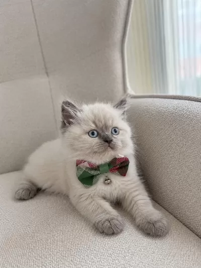 Safkan Blue Point British Shorthair