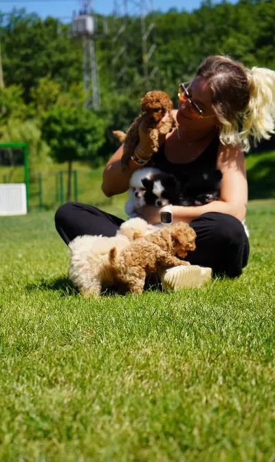 Poodle Çıftliğinden Red Brown Toy Poodle Bebeklerimiz