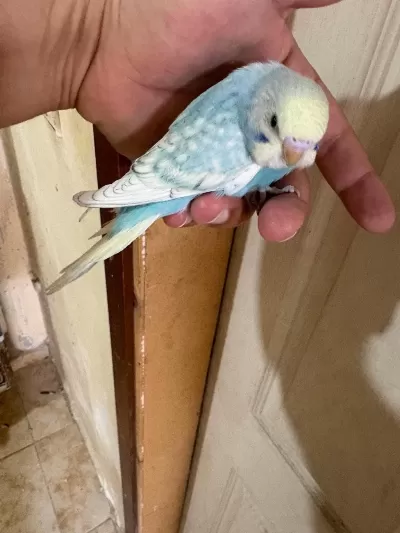 31 Günlük Oğlan Bebek Muhabbet Kuşumuz