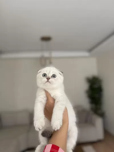 Scottish Fold Dünya Tatlisi Yavrularim