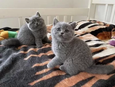 British Shorthair Ayi Surat Yavrularim