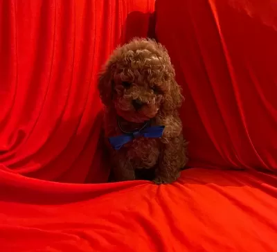 Safkan Toy Poodle Bebekler